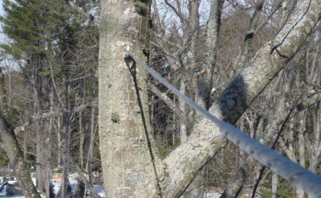 Structural support cable installed in a tree union