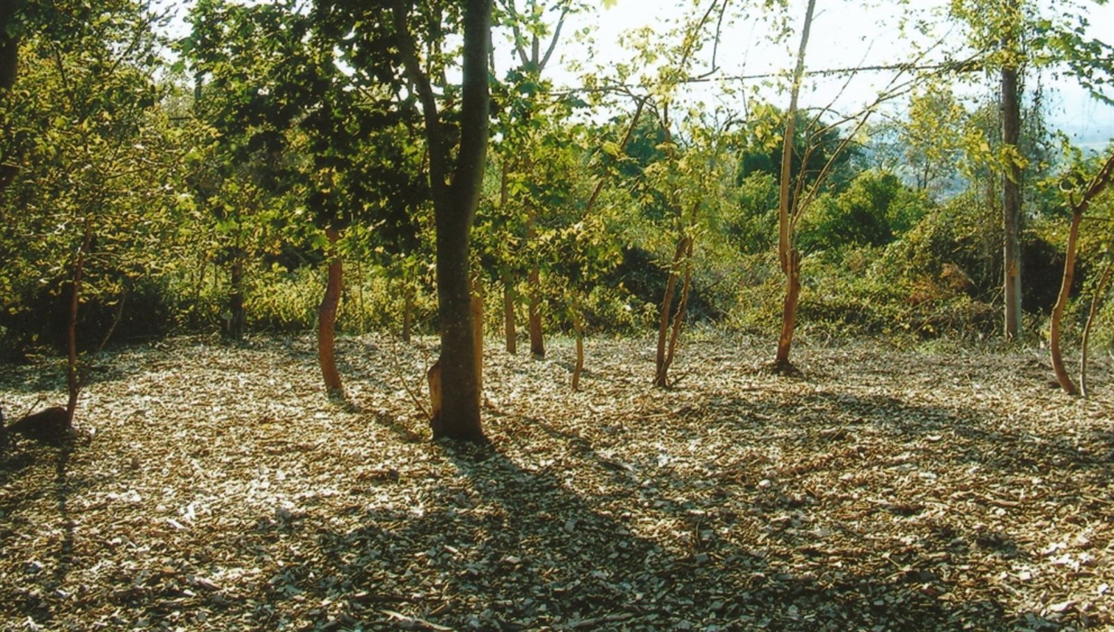 Wood chip mulch spread beneath trees