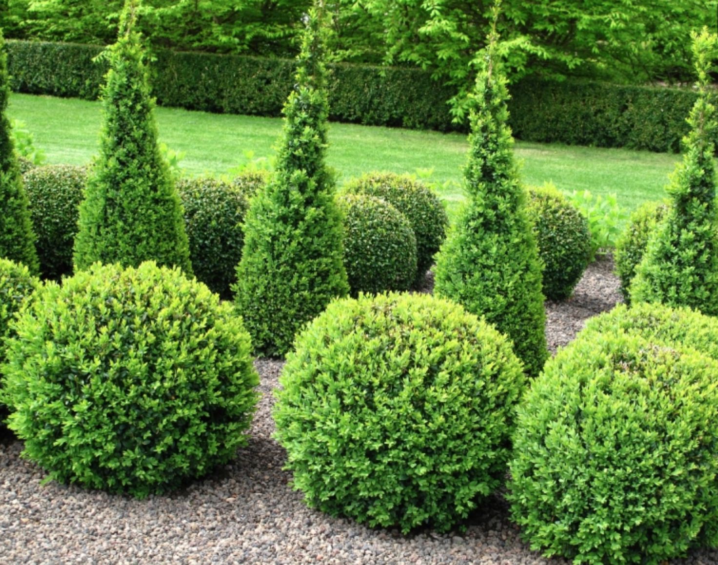 Neatly shaped ornamental hedges and topiary