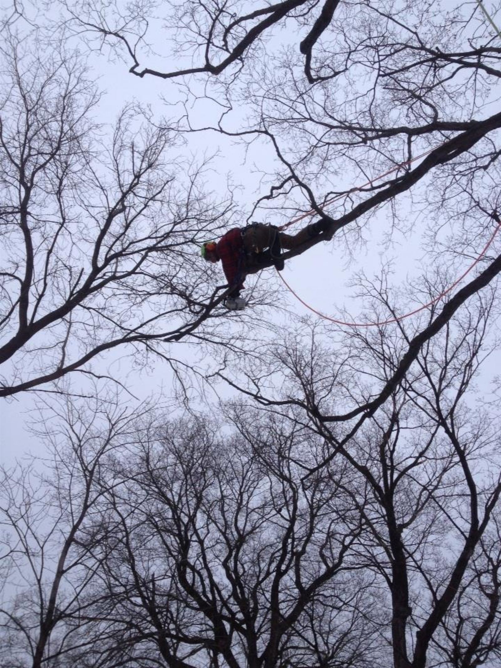 Arborist rigging in the canopy of a tall tree
