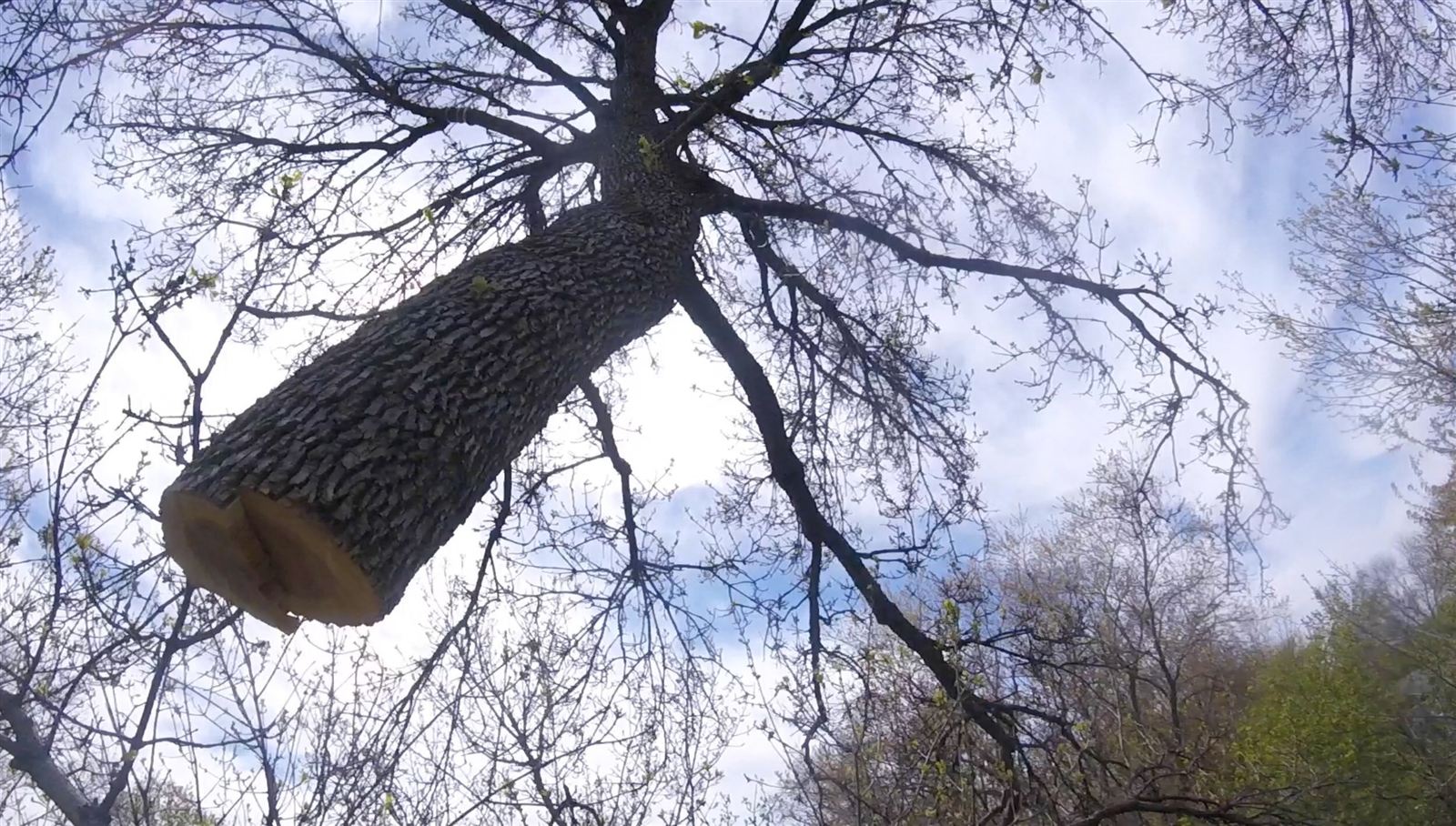 Arborist working high in the bare canopy of a tall tree