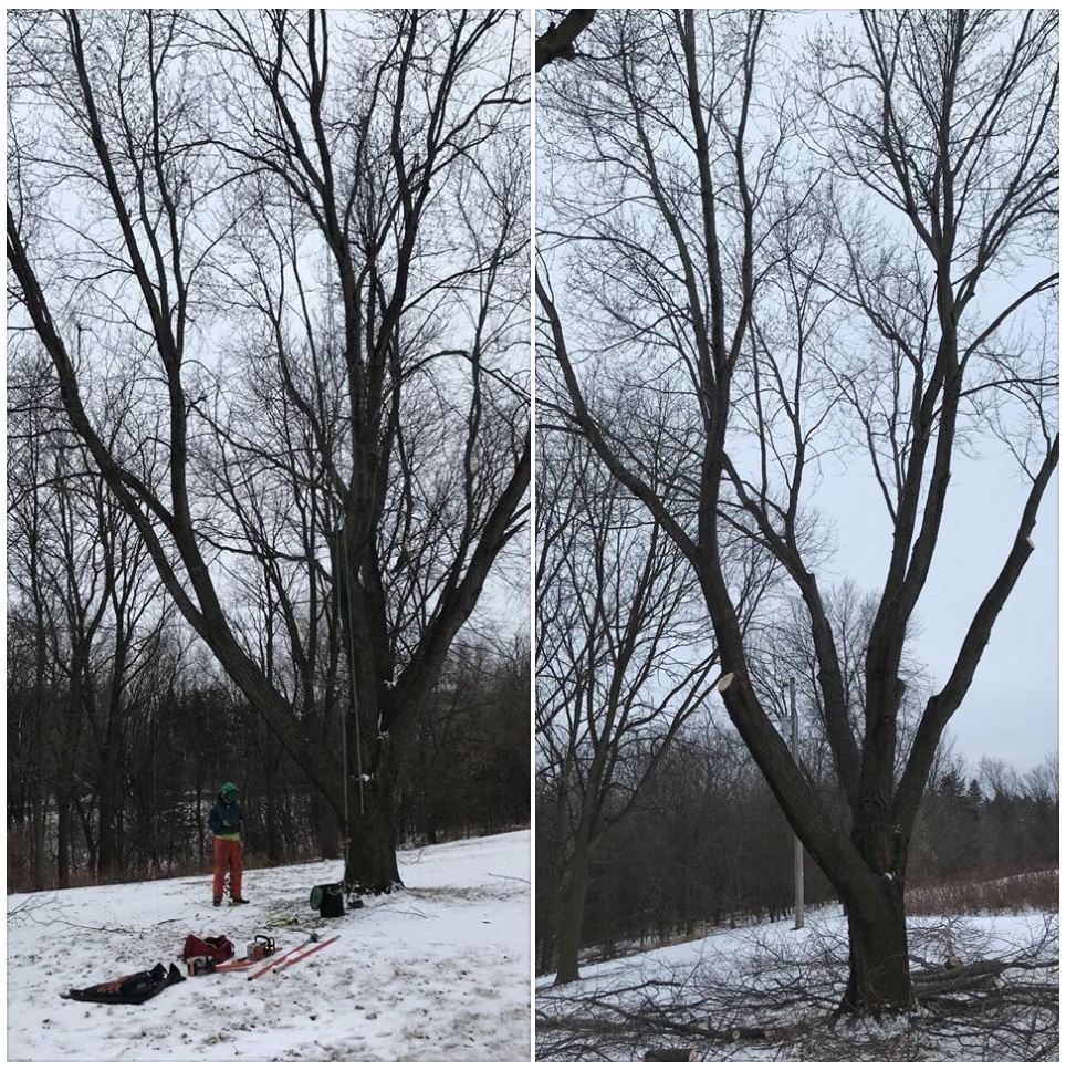 Before and after photos of a tree pruned to raise its canopy and open its structure