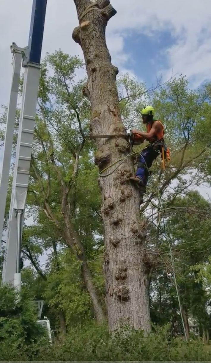 Crane-assisted removal of a large tree