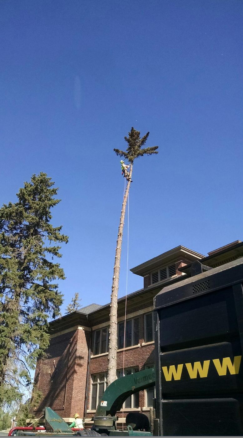Climbing arborist removing a hazardous dead conifer near a building