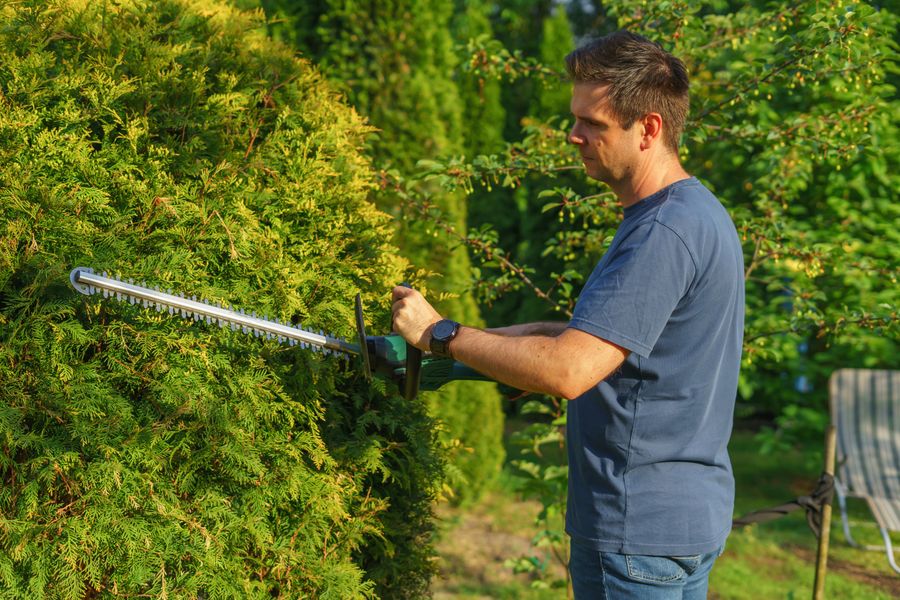 Hedge being trimmed and shaped with a power trimmer