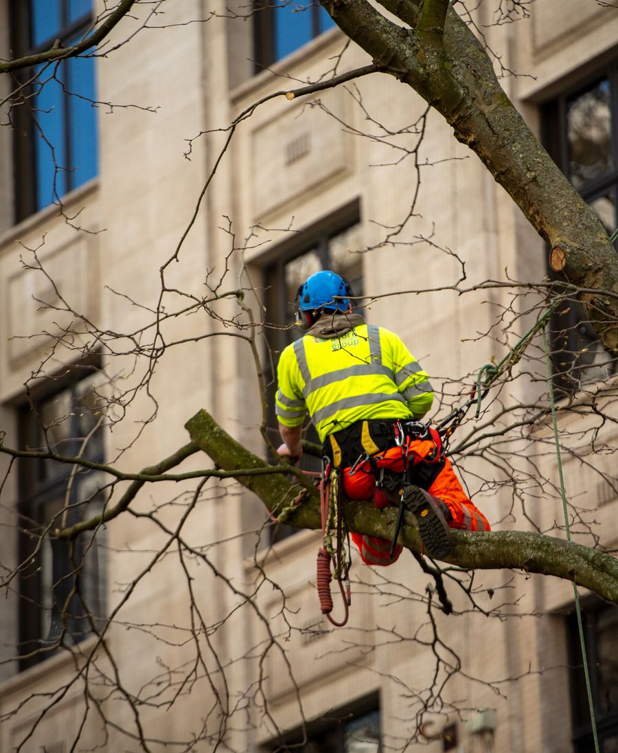Arborist pruning a tree from the canopy