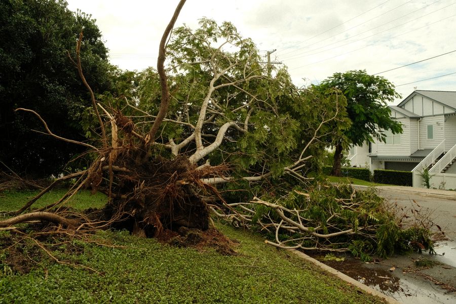 Tree uprooted and fallen after a storm