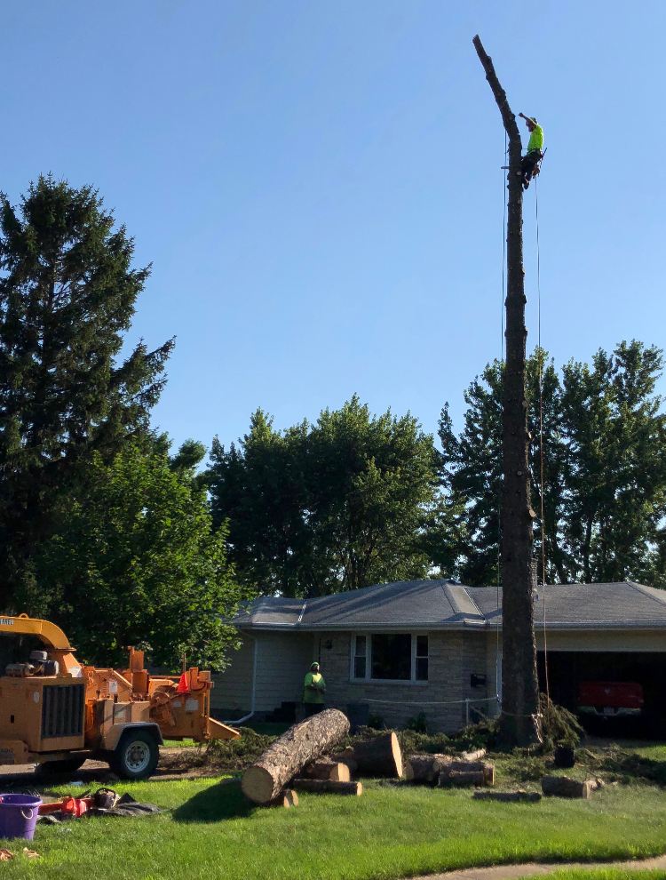 Arborist high atop a storm-damaged dead trunk, dismantling it piece by piece near a house